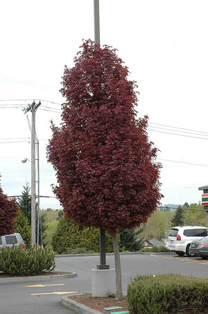 Acer platanoides 'Crimson Sentry'