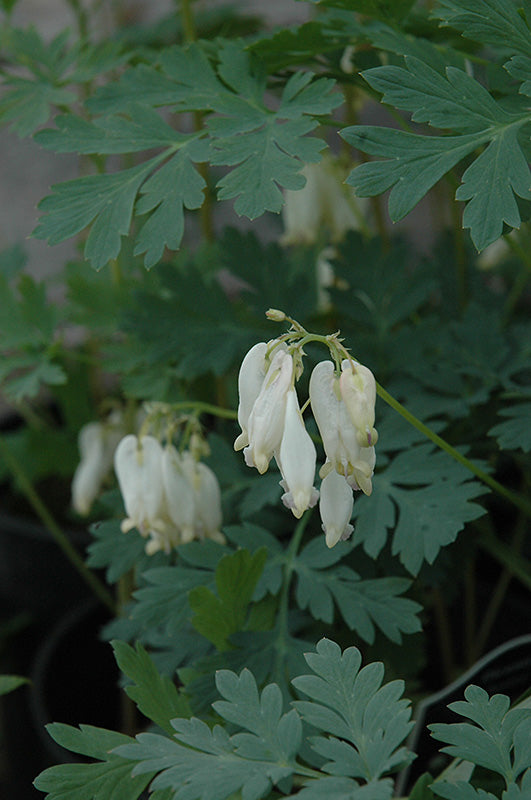 Dicentra formosa 'Aurora'