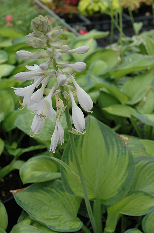 Hosta 'Paradigm'