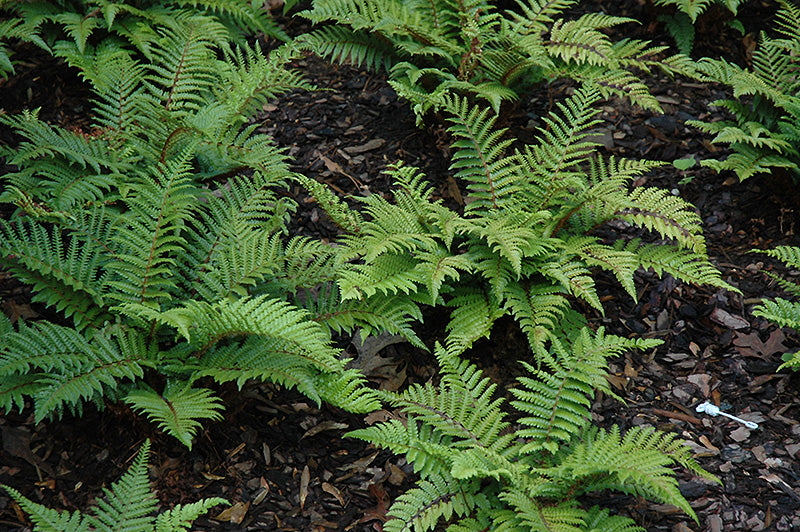 Polystichum polyblepharum