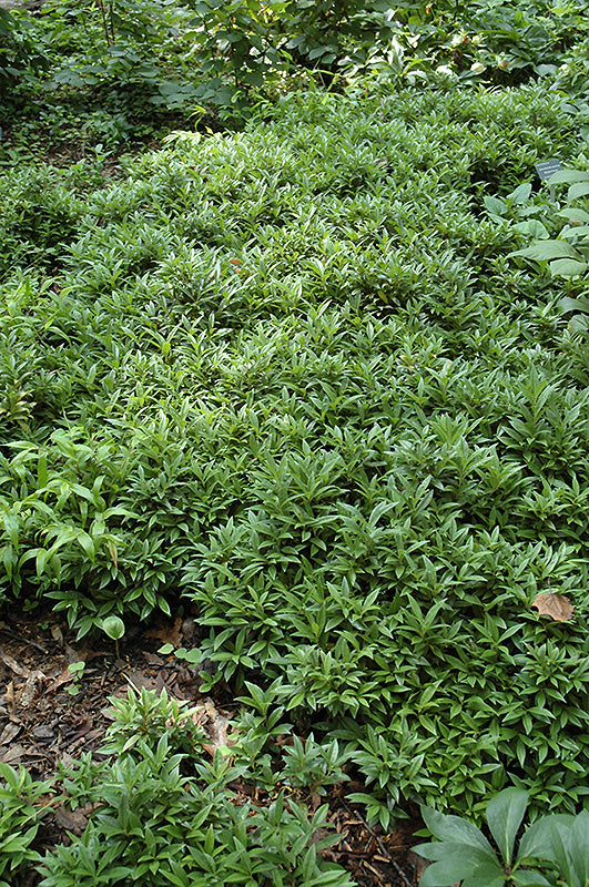 Sarcococca hookeriana humilis