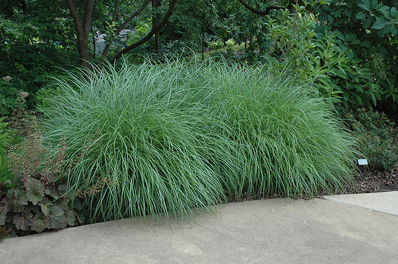 Miscanthus sinensis 'Little Kitten'