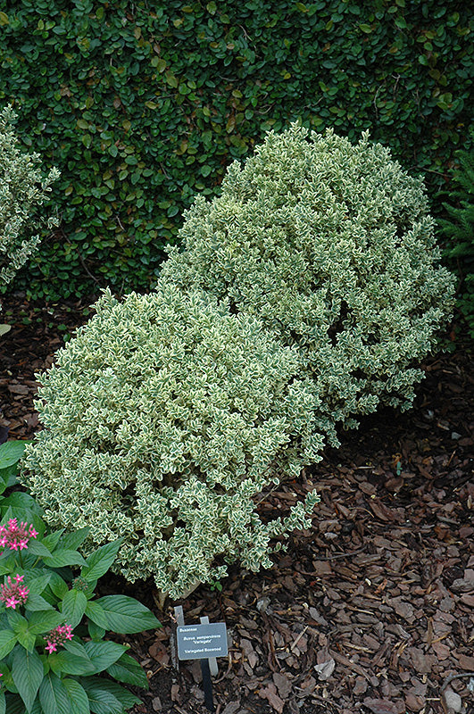 Buxus sempervirens 'Variegata'