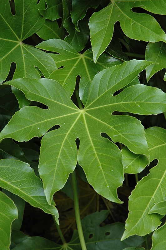 Fatsia japonica