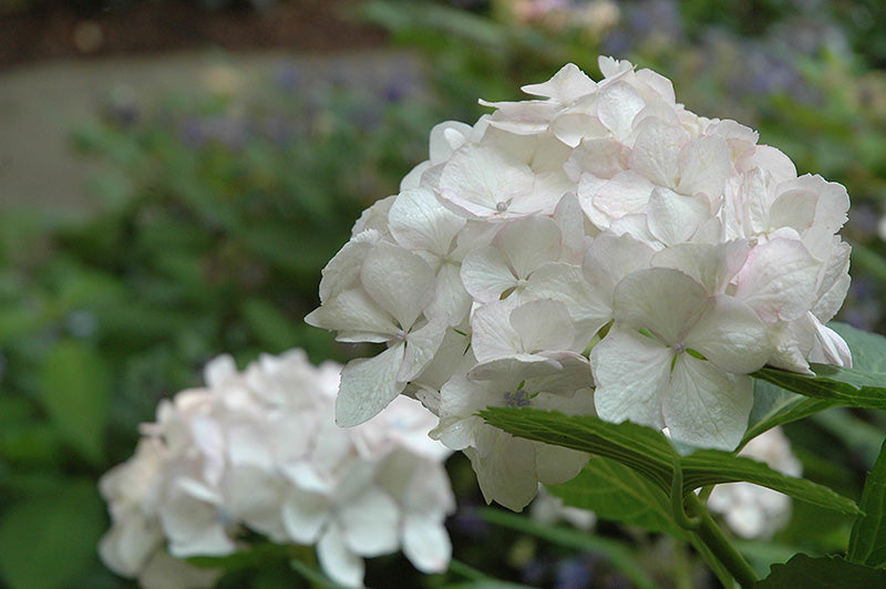 Hydrangea macrophylla 'Sister Theresa'