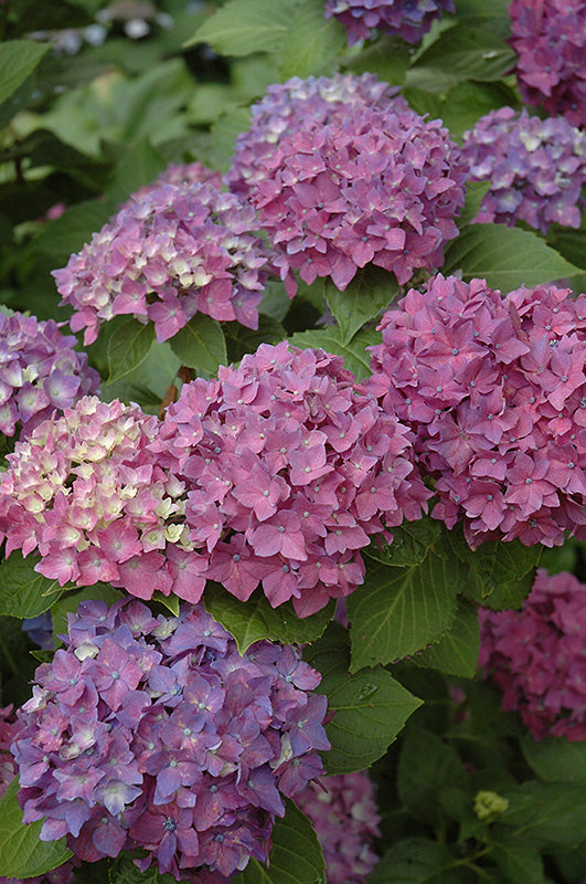 Hydrangea macrophylla 'Pia'