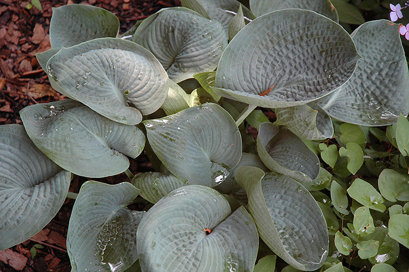 Hosta 'Abiqua Drinking Gourd'