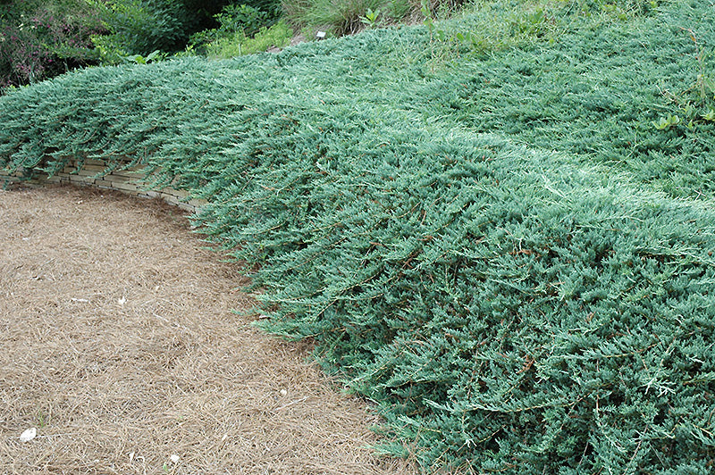 Juniperus horizontalis 'Bar Harbor'