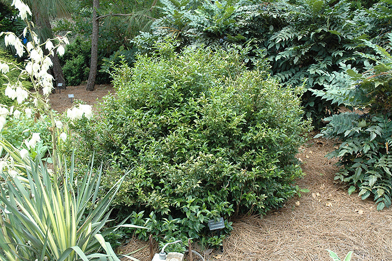 Sarcococca ruscifolia