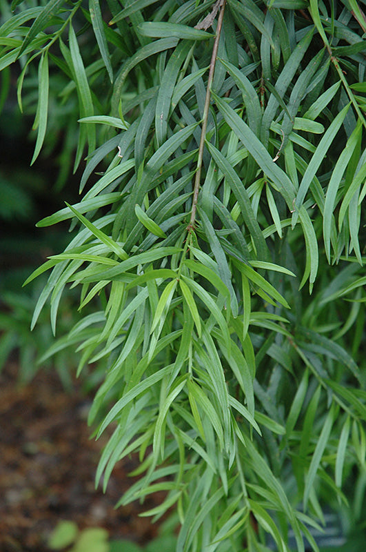 Podocarpus salignus