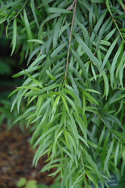 pompon thuja Private Jet Arborvitae, Thuja occidentalis