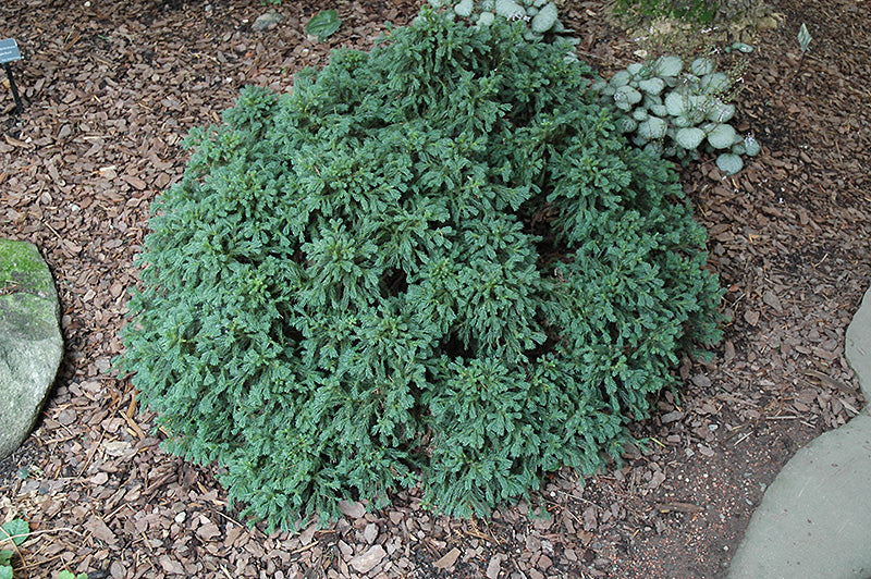 Cryptomeria japonica 'Koshyi'