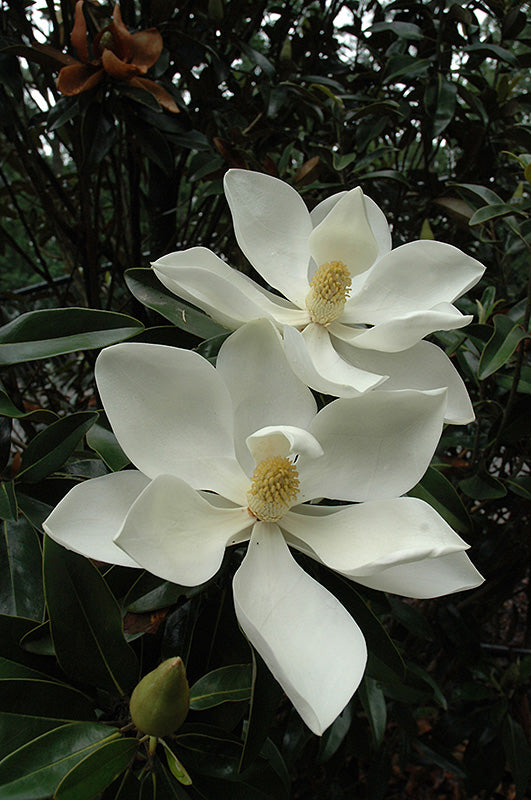 Magnolia grandiflora 'Little Gem'