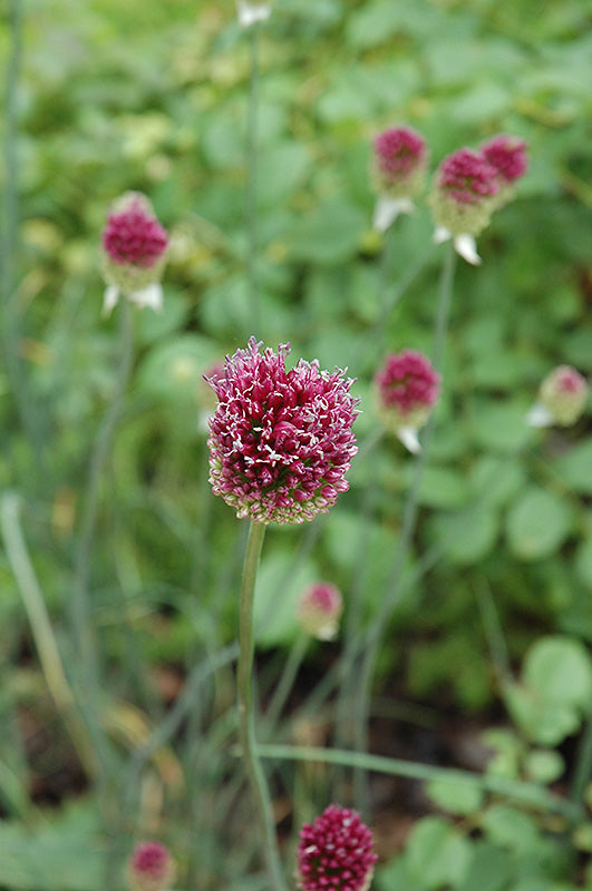 Allium 'Drumstick'