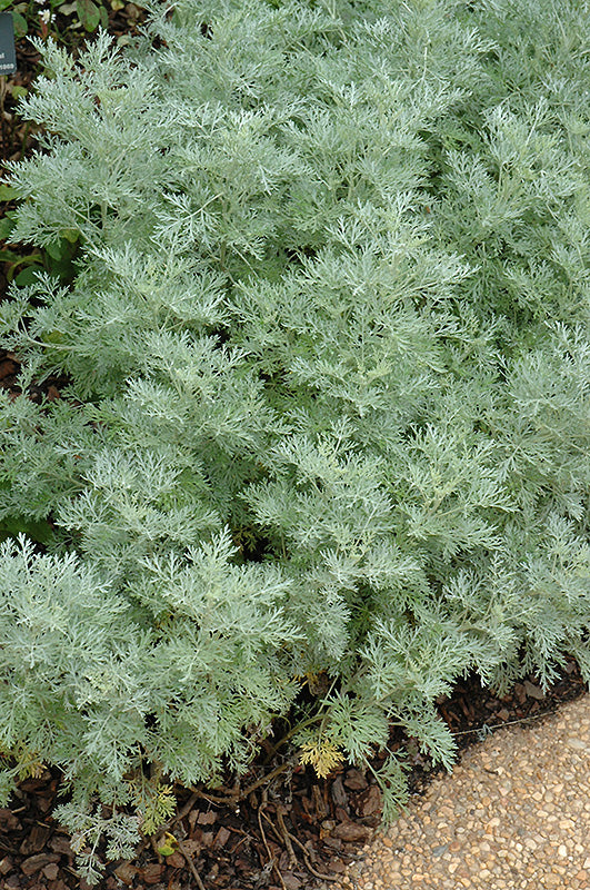 Artemisia 'Powis Castle'