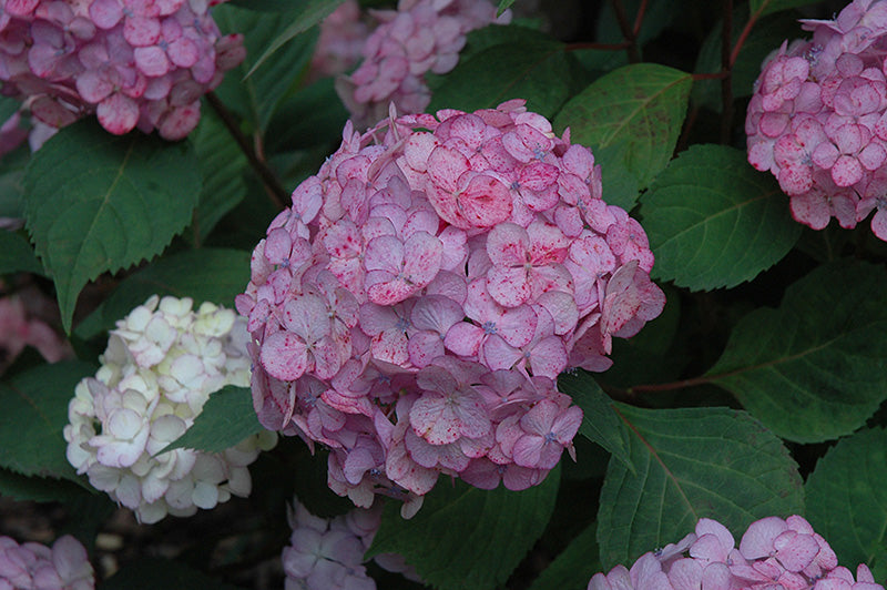 Hydrangea macrophylla 'Pink Beauty'