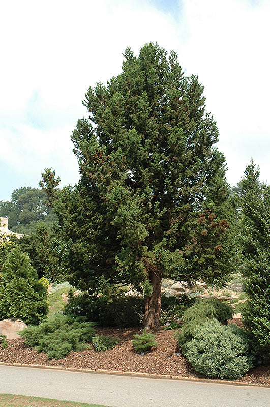 Cryptomeria japonica 'Jindai Sugi'