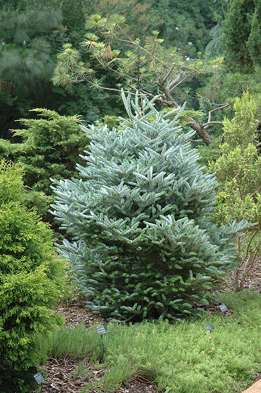 Abies koreana 'Silberlocke'