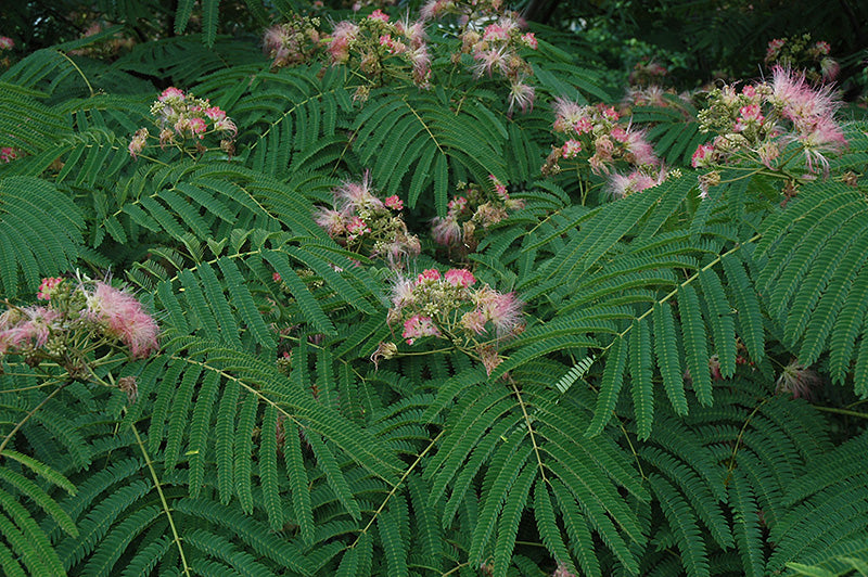 Albizia julibrissin 'Rosea'