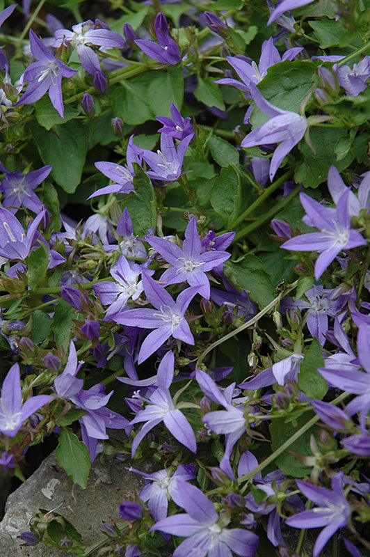 Campanula poscharskyana