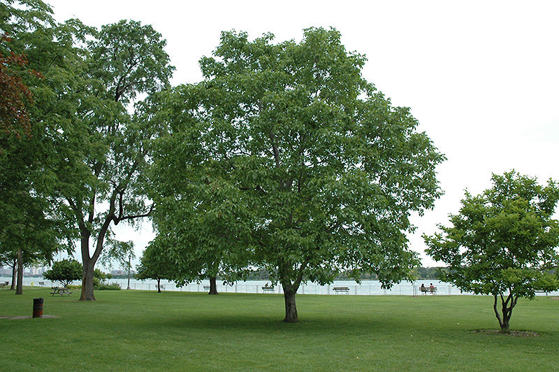 Juglans regia 'Carpathian'