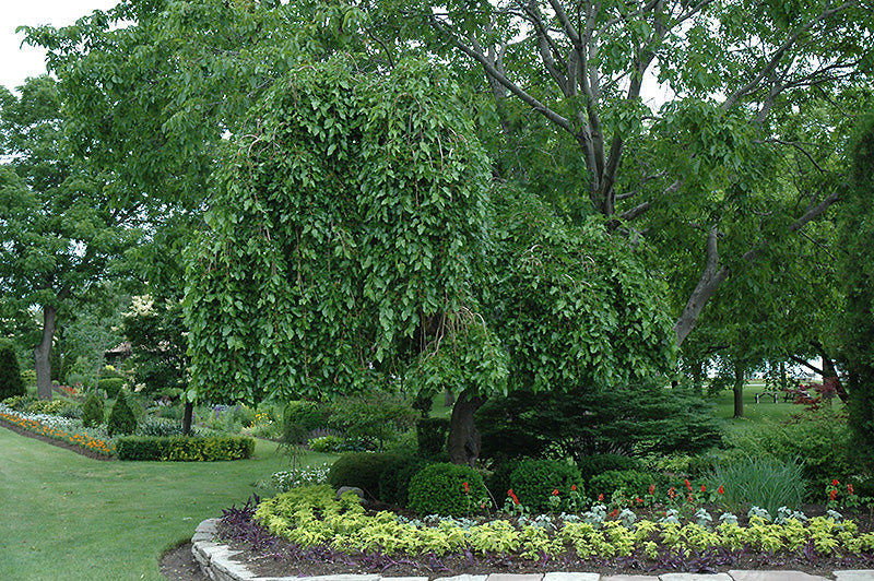 Mulberry-Morus alba 'Pendula'