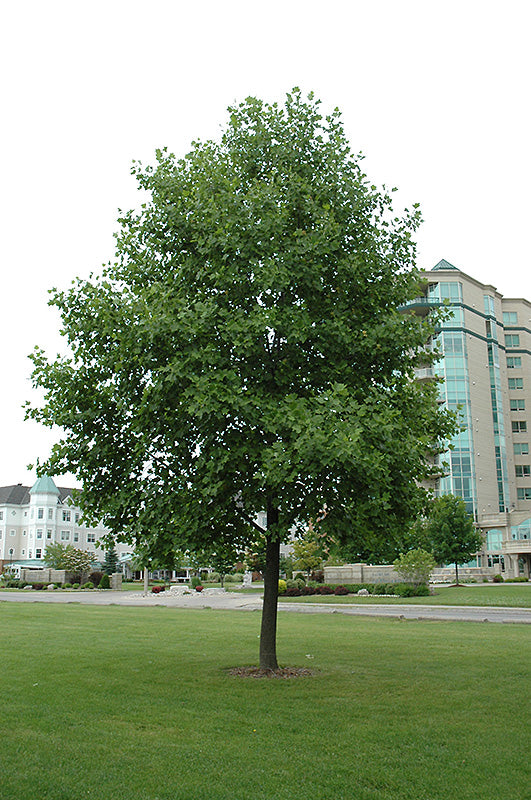 Liriodendron tulipifera