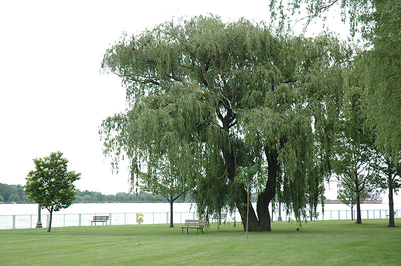 Salix alba 'Niobe'