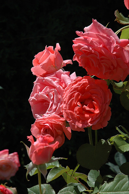 Rosa 'Climbing America'