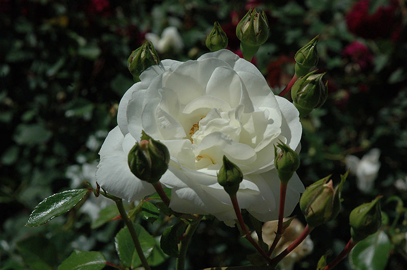 Rosa 'White Dawn'