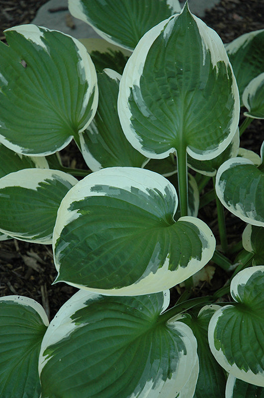 Hosta 'Minuteman'