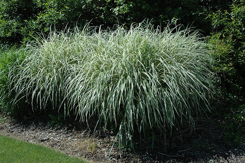 Miscanthus sinensis 'Rigoletto'