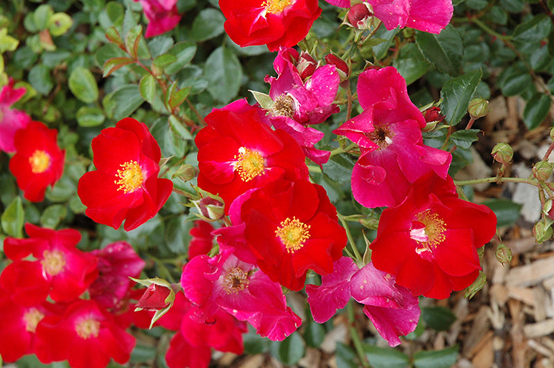 Rosa 'Flower Carpet Red'