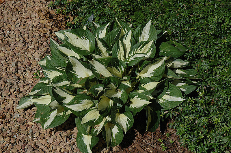 Hosta 'Loyalist'