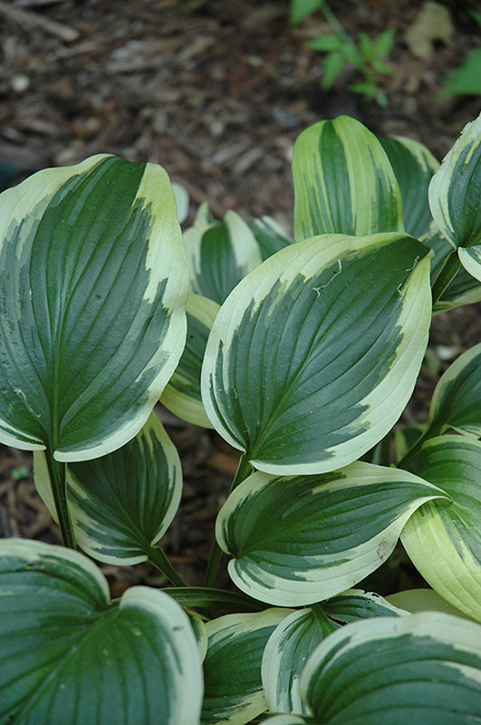 Hosta hybrid 'Fantabulous'
