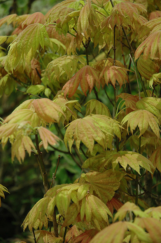 Acer shirasawanum 'Moonrise'