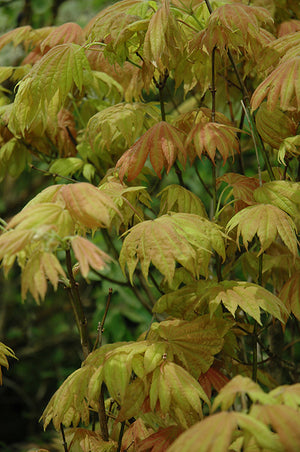 Acer shirasawanum 'Moonrise'