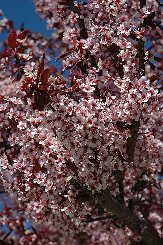 Prunus cerasifera 'Thundercloud'