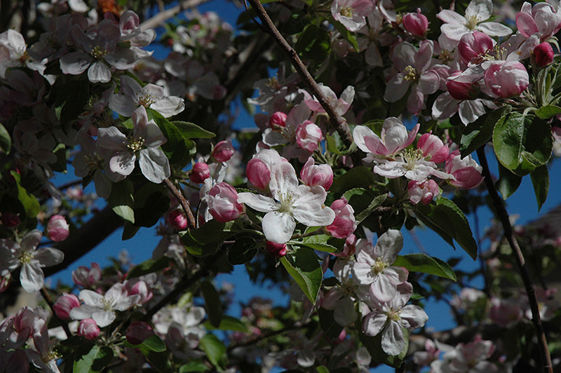 Apple - Malus 'Ambrosia'