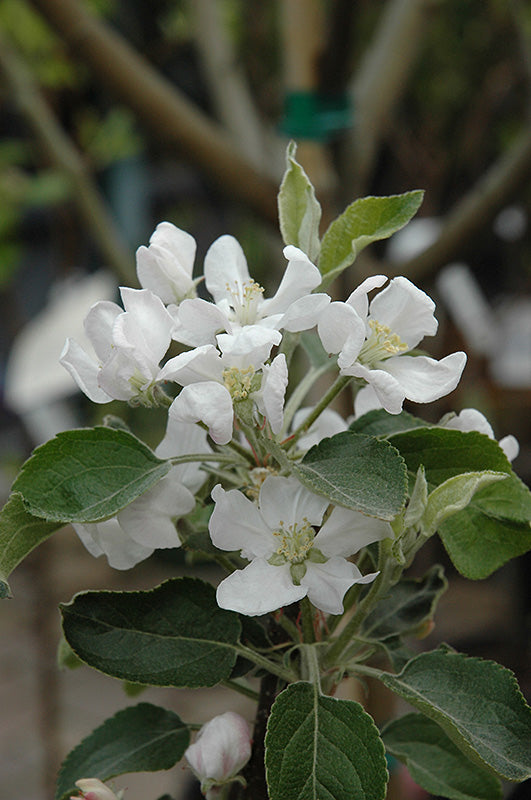 Apple - Malus 'Fuji'