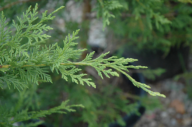 Cupressocyparis leylandii 'Emerald Isle'