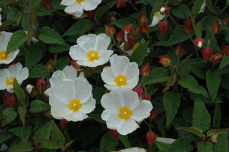 Cistus x corbariensis