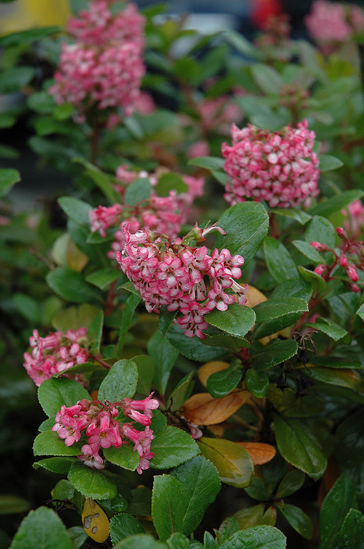 Escallonia 'Newport Dwarf'