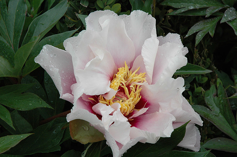 Paeonia itoh 'Cora Louise'