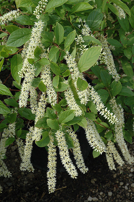 Itea 'Little Henry'