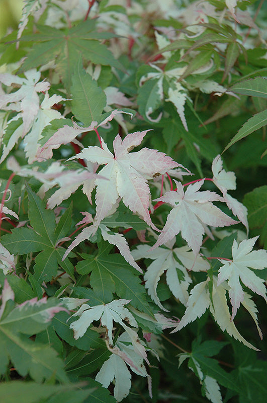 Acer palmatum 'Ukigumo'