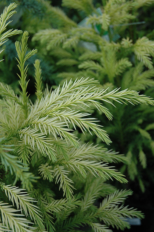 Cryptomeria japonica 'Sekkan Sugi'