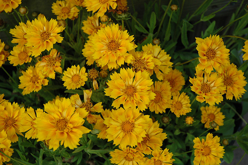 Coreopsis 'Jethro Tull'