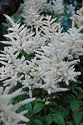 Astilbe japonica 'Deutschland'