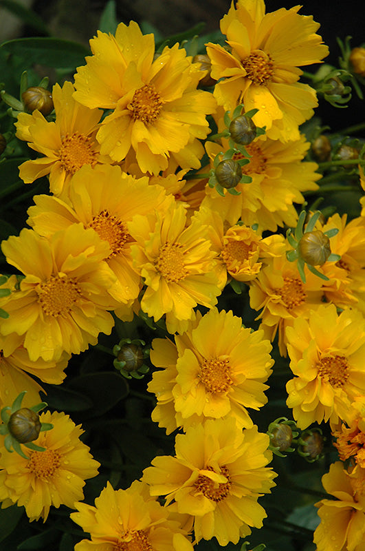 Coreopsis 'Presto'